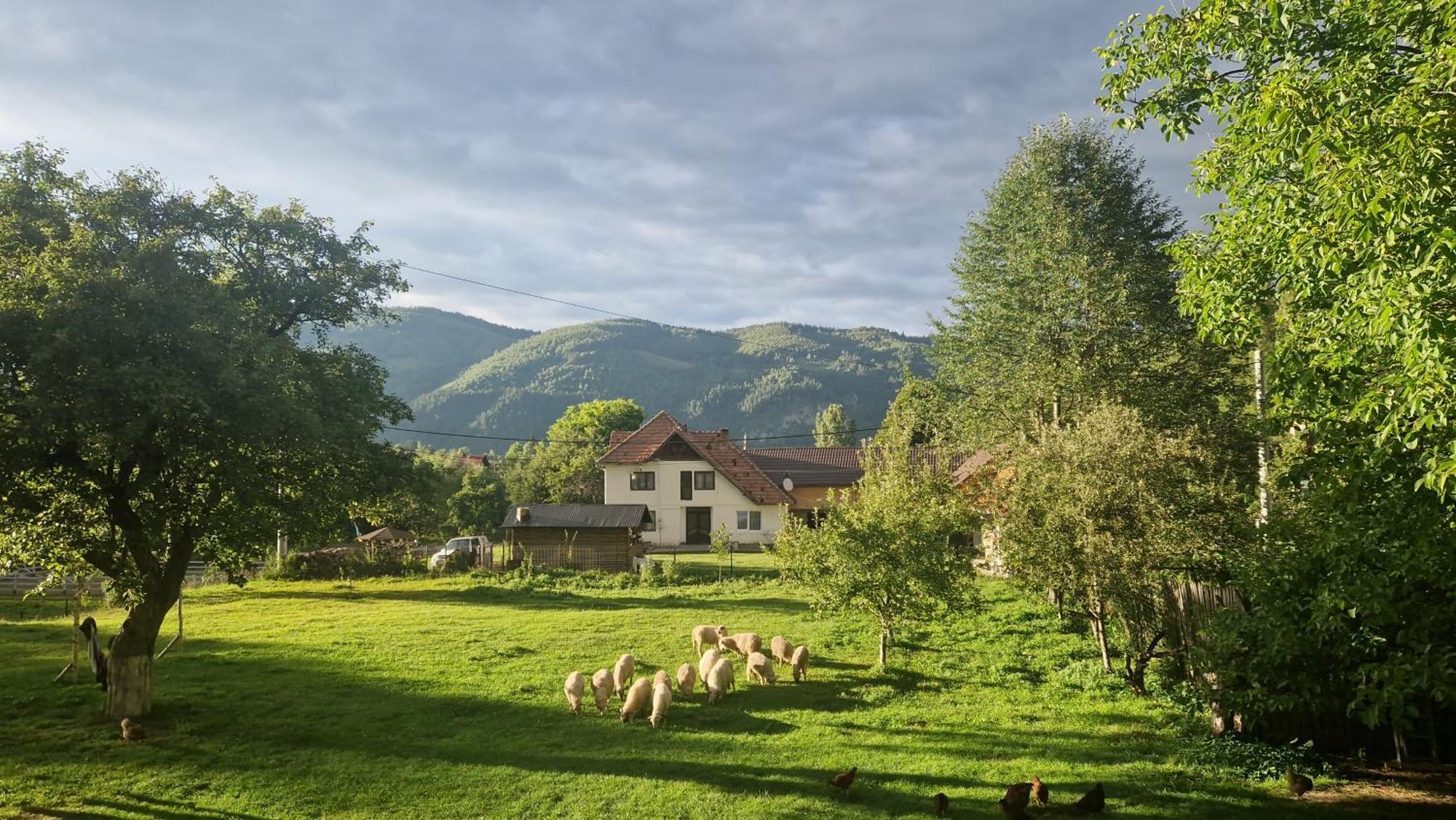 Casa Dorina Villa Bran  Buitenkant foto